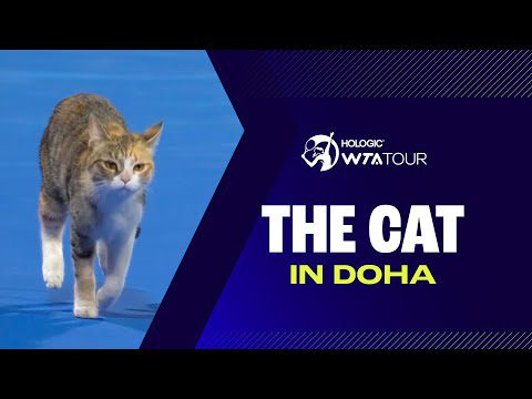 The Doha Cat 🐈 | WTA Meow Highlights